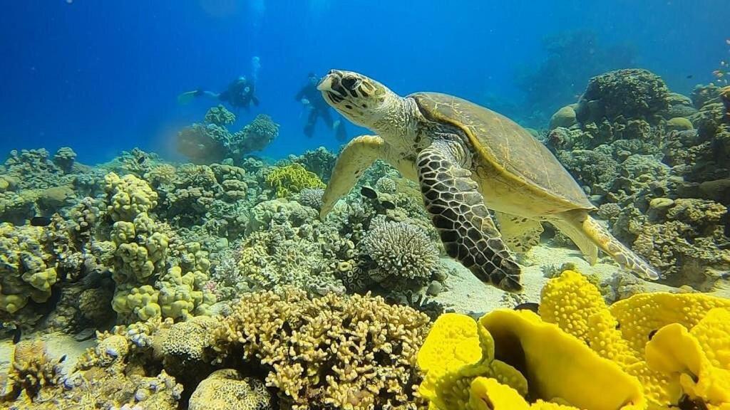Bait Alaqaba Dive Center & Resort Luaran gambar