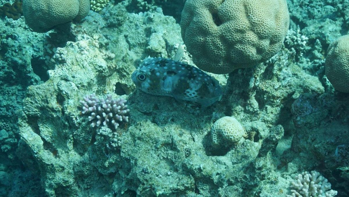 Bait Alaqaba Dive Center & Resort Luaran gambar