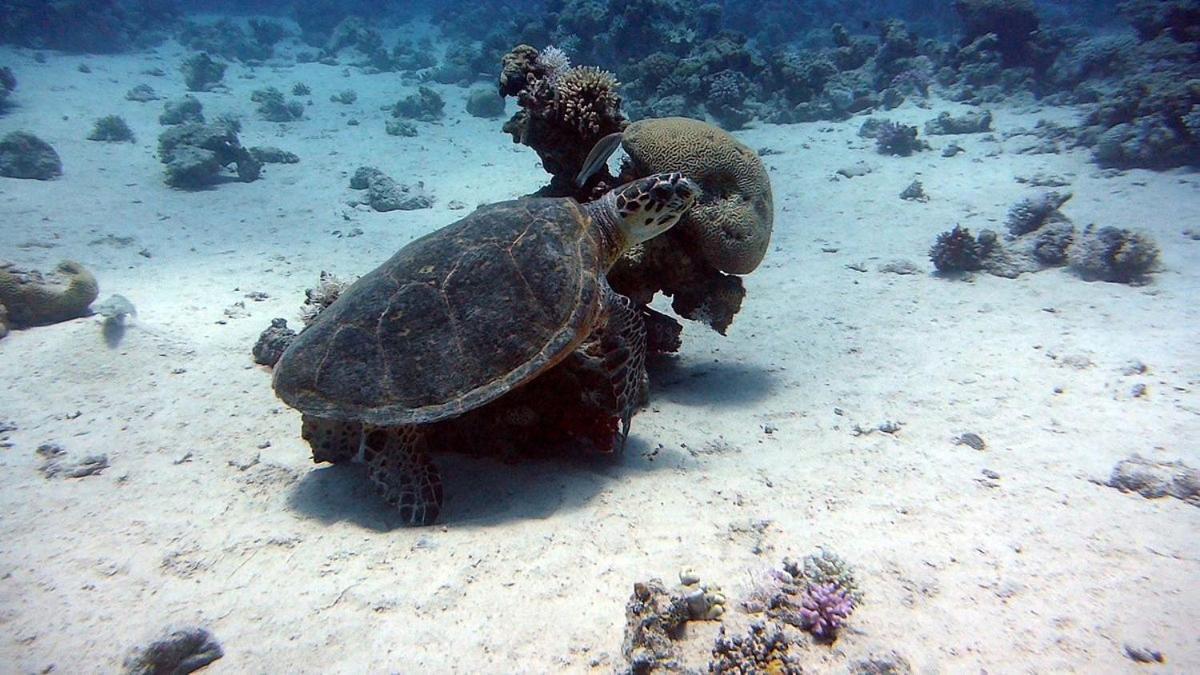 Bait Alaqaba Dive Center & Resort Luaran gambar