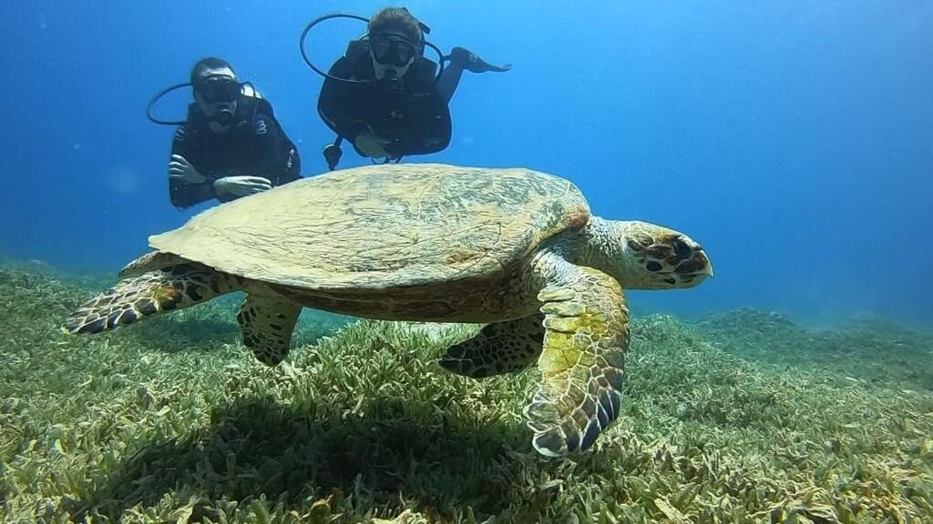 Bait Alaqaba Dive Center & Resort Luaran gambar