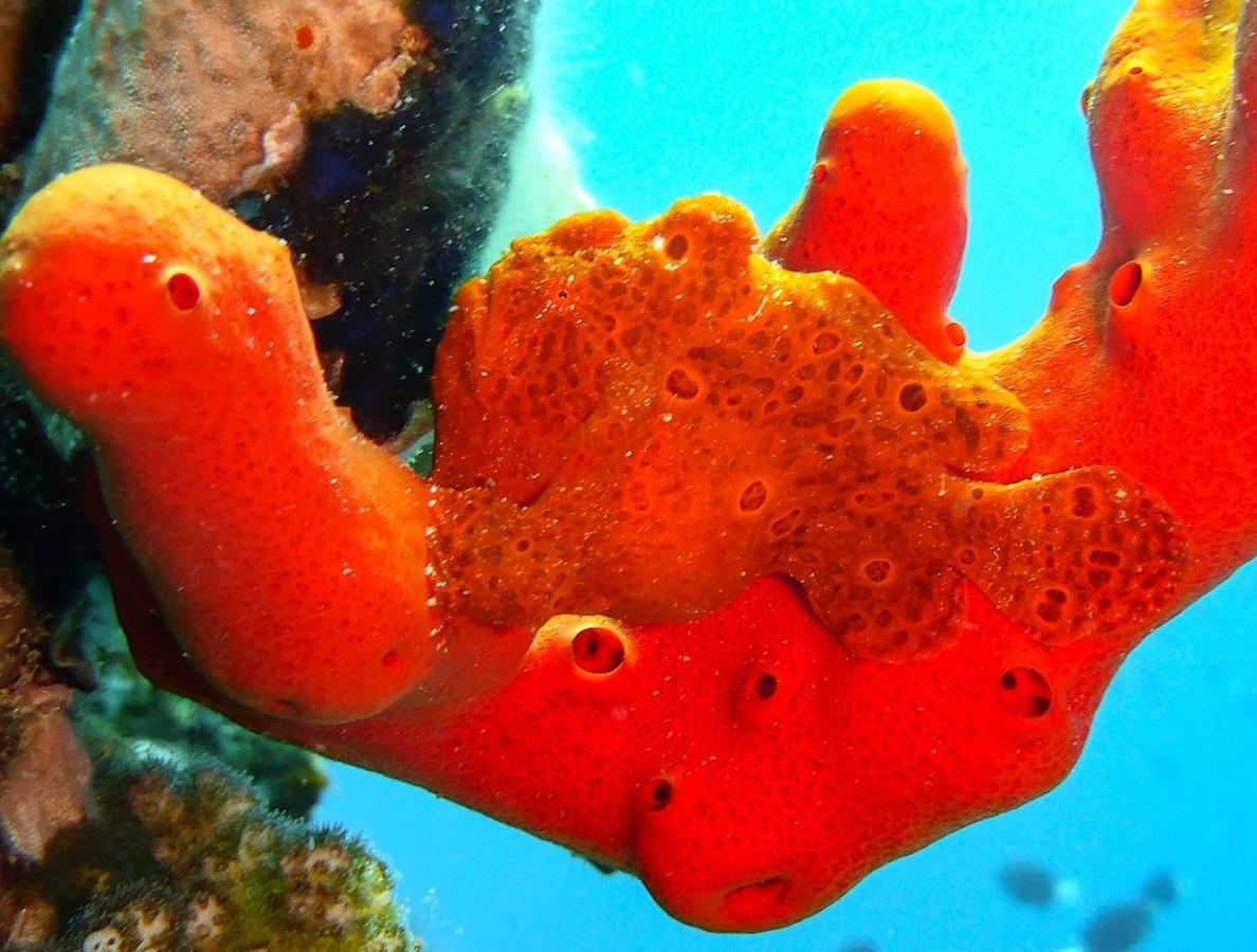 Bait Alaqaba Dive Center & Resort Luaran gambar